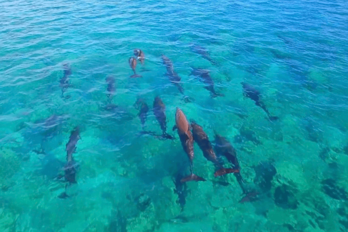 Dolphin & Wildlife Trip